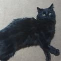 Photo of Jinx