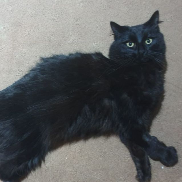 Photo of Jinx
