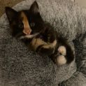 Photo of Millie