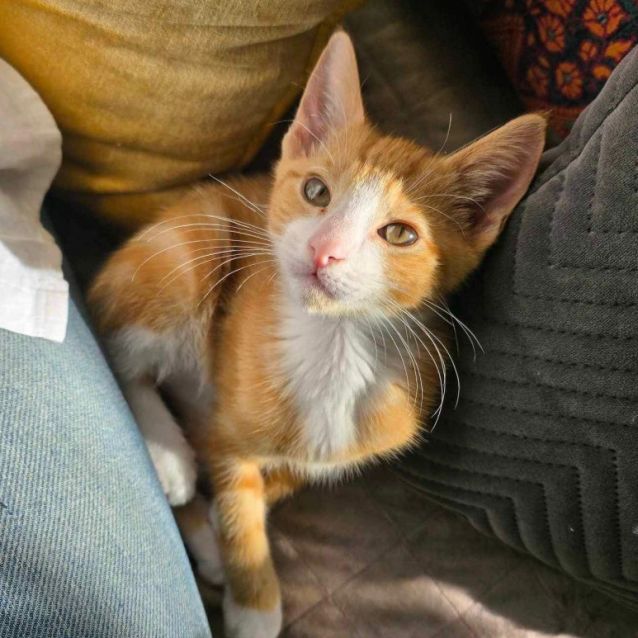 Photo of 💛 Checkers 💛