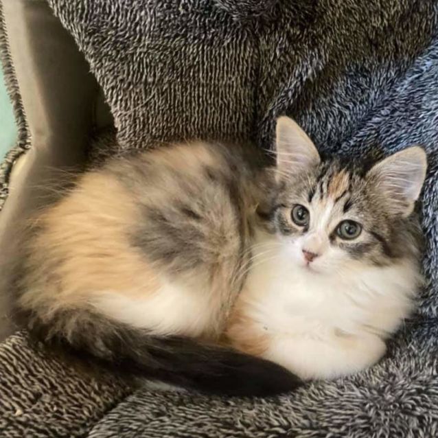 Photo of Torti