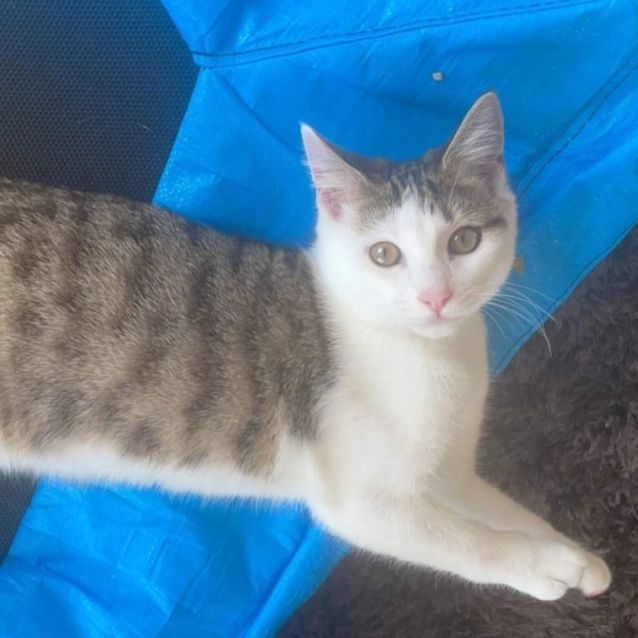 Photo of Pixie 🌺🌺