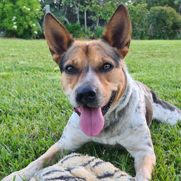 Photo of Pippa **Application Pending**