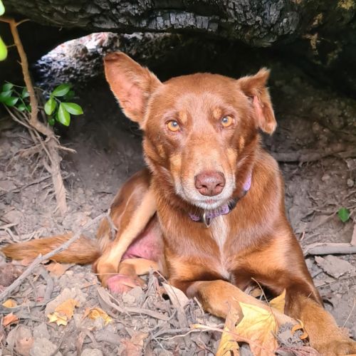 Tiger *Application Pending*