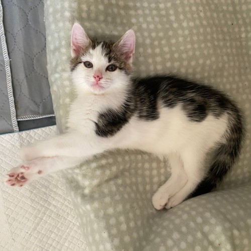Clarke