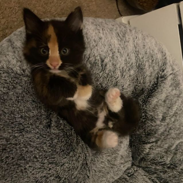 Photo of Millie