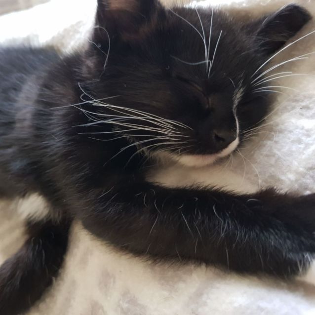 Photo of Boaz 😺💙