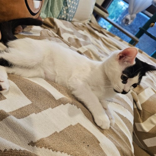 No photo for Peanut 🥜