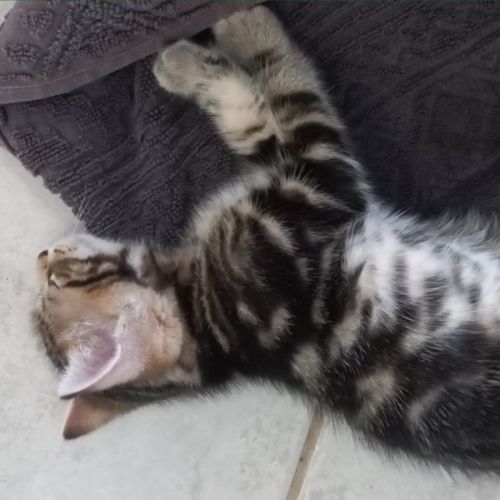 Cookie
