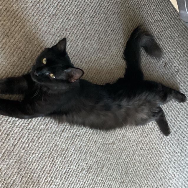 Photo of 🖤Freddie🖤