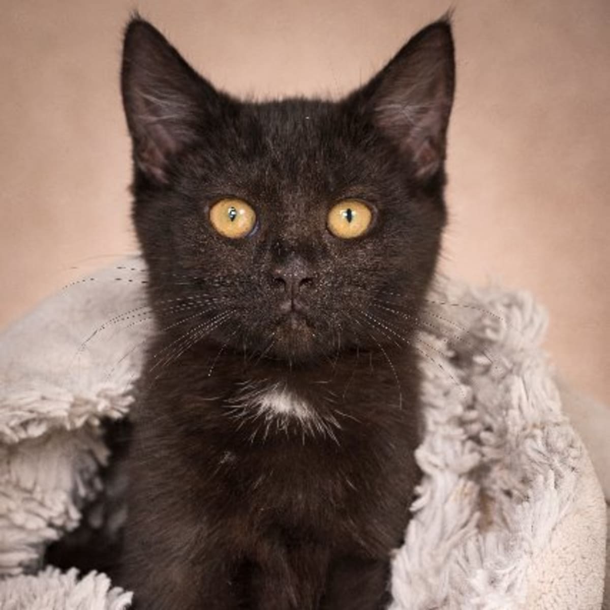 black kittens for adoption