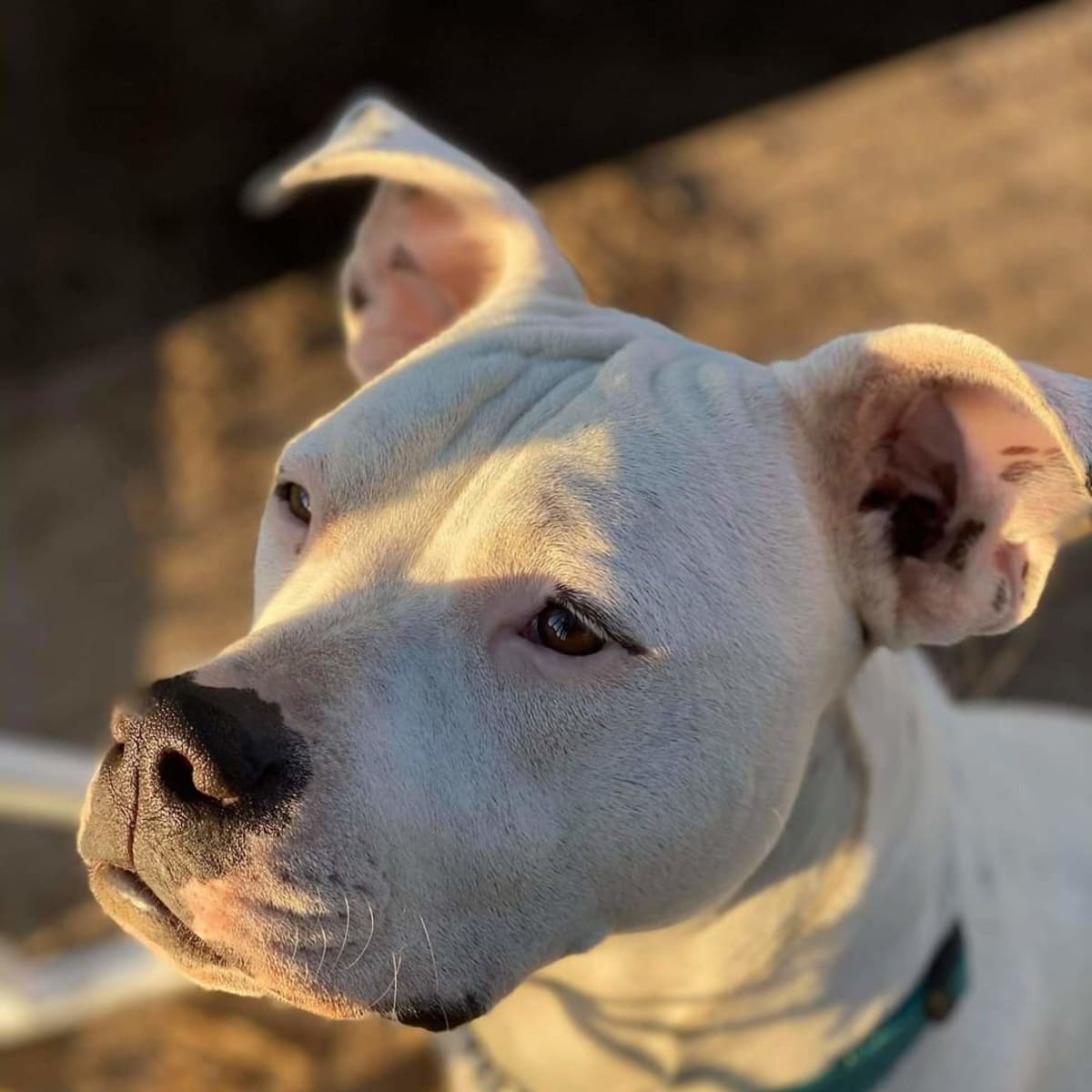 puppies for adoption near ne