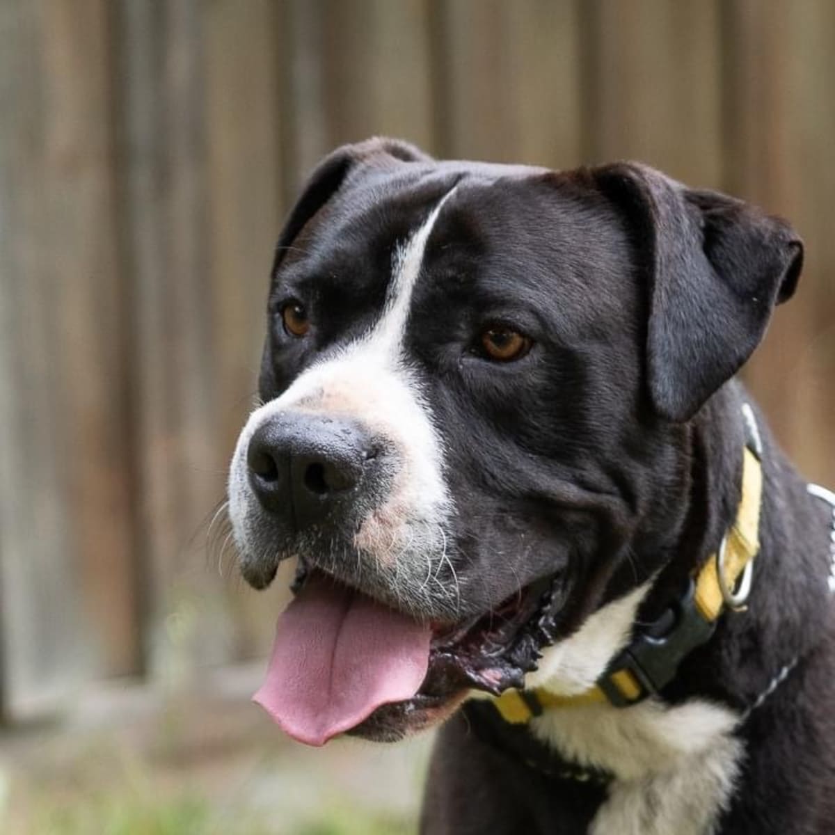 pet rescue near me dogs