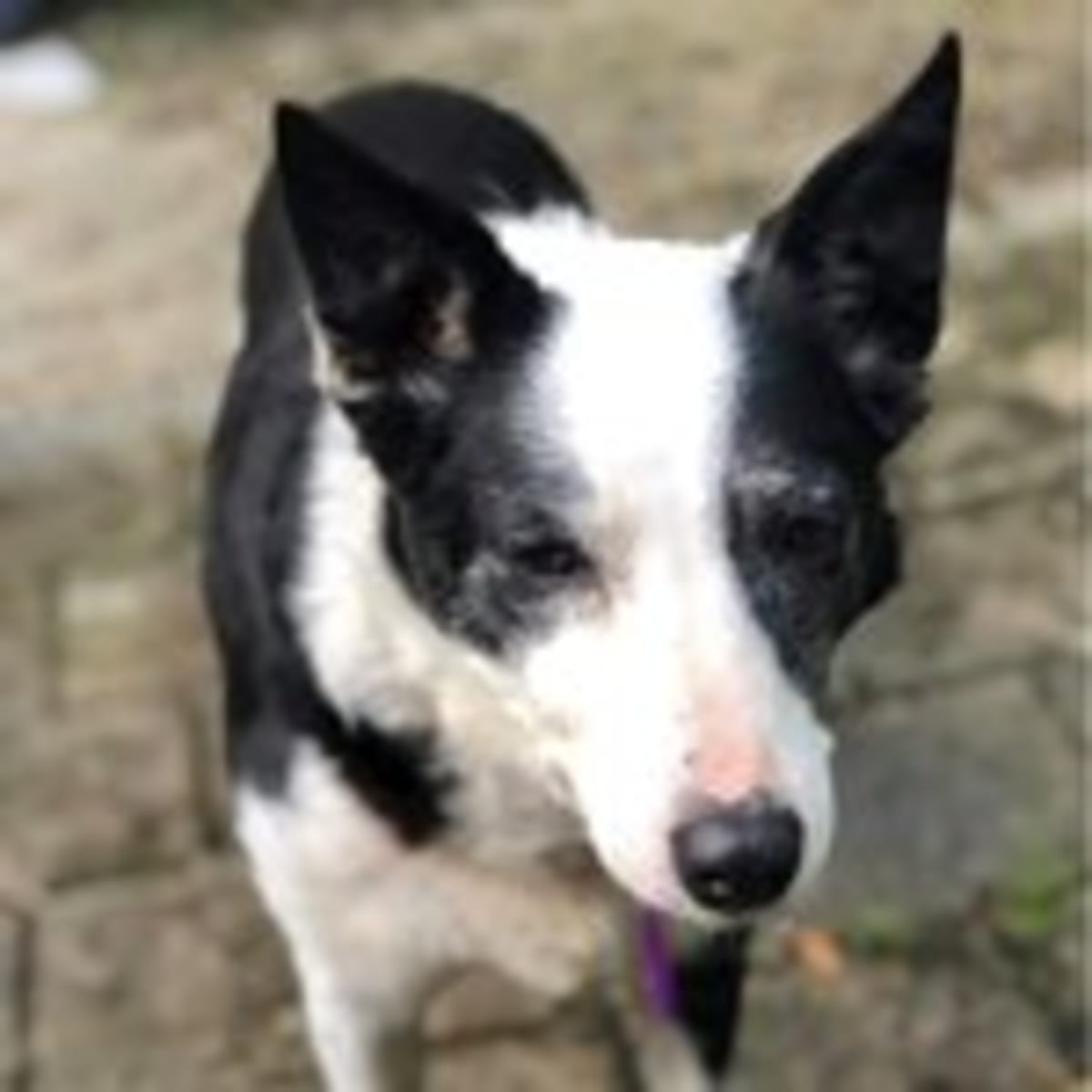 adopt a puppy free near me