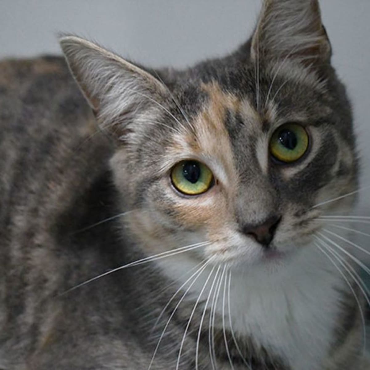 Angelica 9965 Campbelltown ACF - Female Domestic Short Hair Cat in NSW - PetRescue Angelica 9965 Campbelltown ACF - Female Domestic Short Hair Cat in NSW - PetRescue