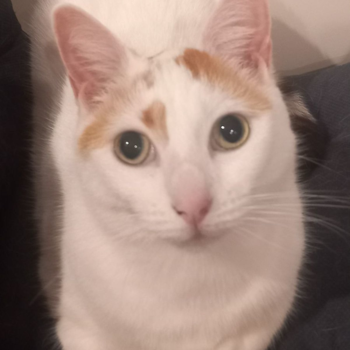 Wombie Female Domestic Short Hair Cat In Nsw Petrescue