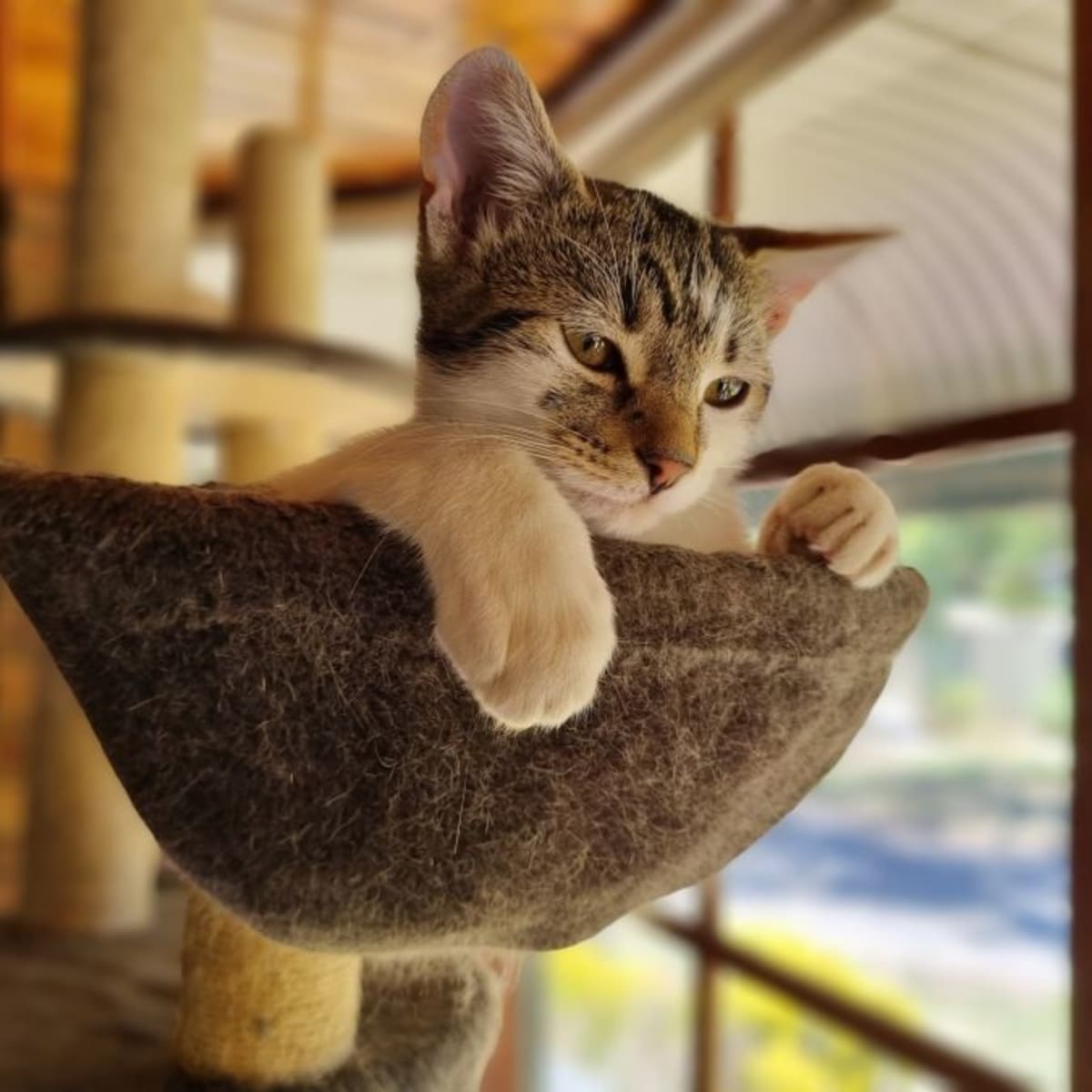 website to buy kittens