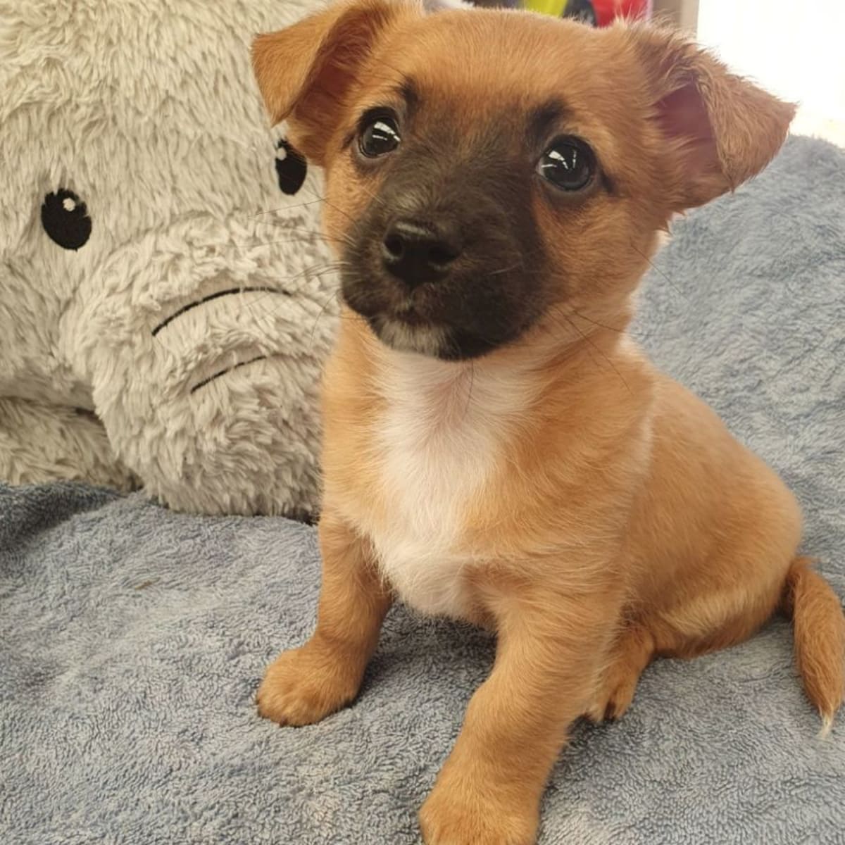 Tucker - Small Male Chihuahua x Cross breed Dog in WA - PetRescue