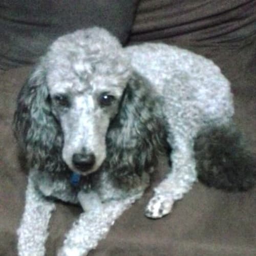 poodle cross dogs for adoption