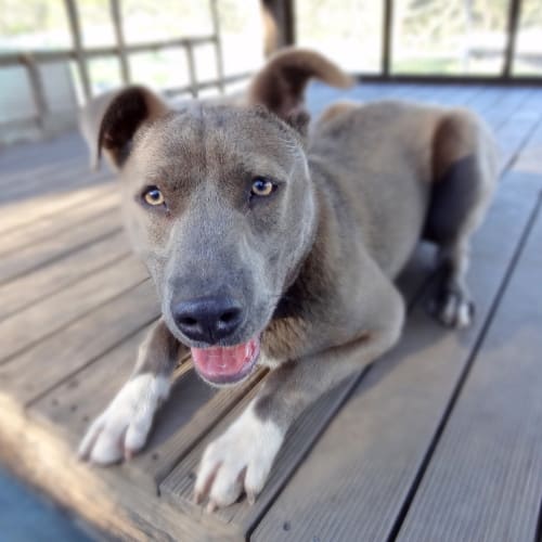 Hobart Dogs’ Home PetRescue