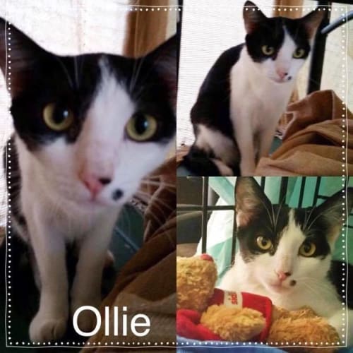 Olli - Domestic Short Hair Cat