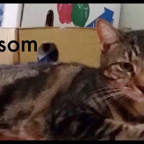 Blossom & Gemma - Domestic Short Hair Cat