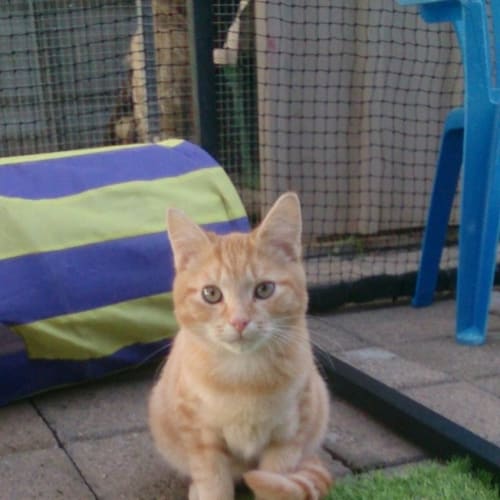 Shepparton Animal Rescue - PetRescue Shepparton Animal Rescue - PetRescue