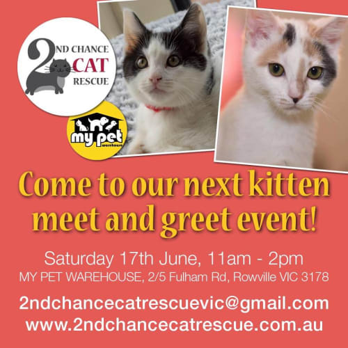 Neptunuim **2nd Chance Cat Rescue**