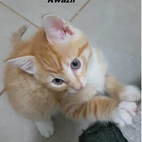 Kwazii *2nd Chance Cat Rescue*