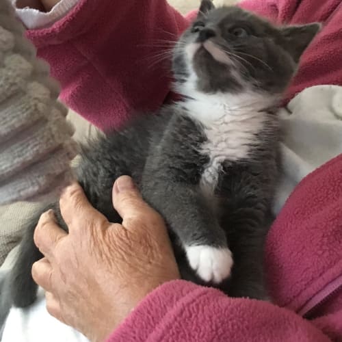 Sweetpea