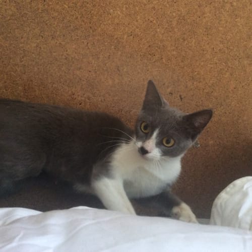  Phoebe **2nd Chance Cat Rescue**