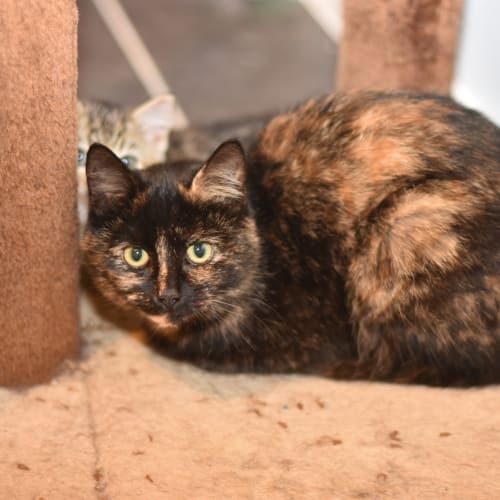 Farmer Mabel ***2nd Chance Cat Rescue***