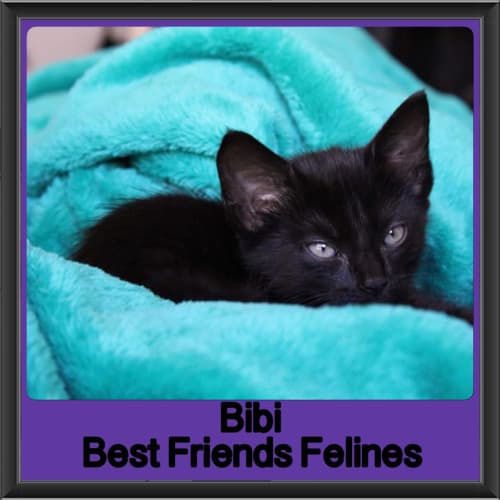 Bibi