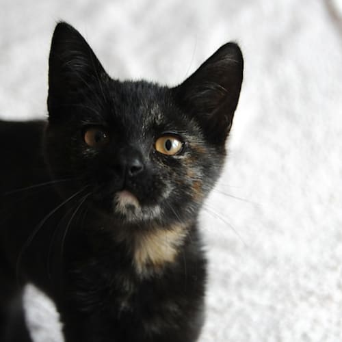 Jasmine 💞  adorable tortitude kitten