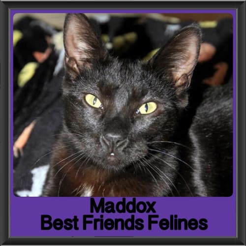 Maddox