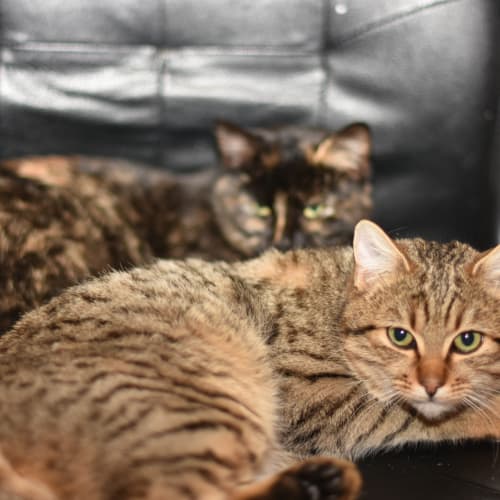 Farmer Tom ***2nd Chance Cat Rescue***