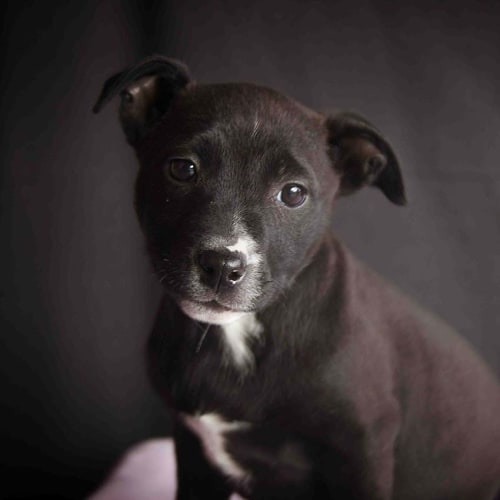 Jazz ~ Border Collie x Mastiff (On Trial 24/6/17)