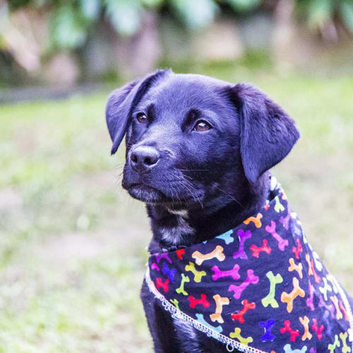 Lacey ~ Lab x Cattle puppy (On Trial 23/6/17)