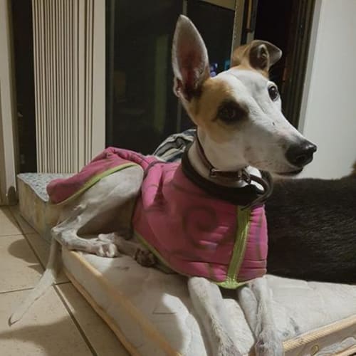 Bella