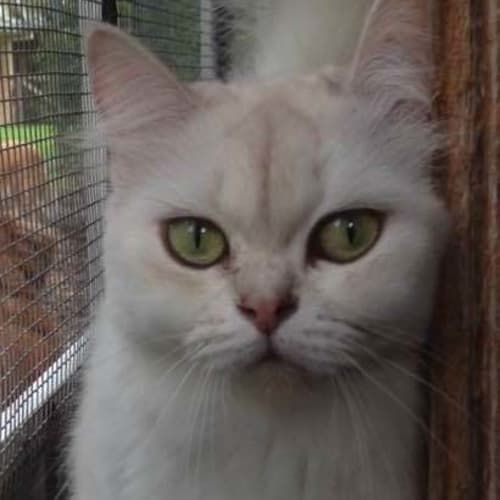 Amy