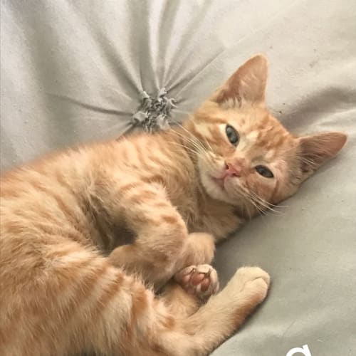 Nutmeg 