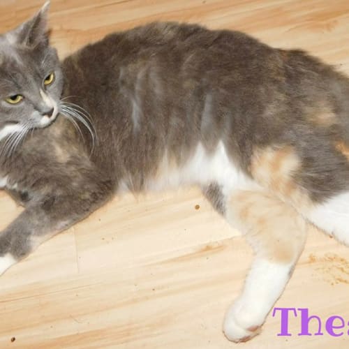 Princess Thea