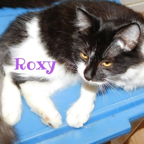 Roxy
