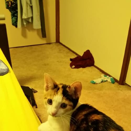 Willow