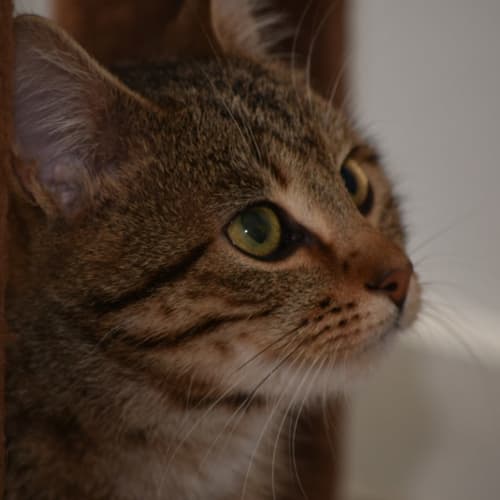 Farmer Jerry**2nd Chance Cat Rescue**