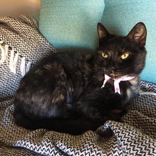 Bagheera 