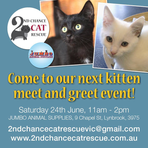 Vadar *2nd Chance Cat Rescue*