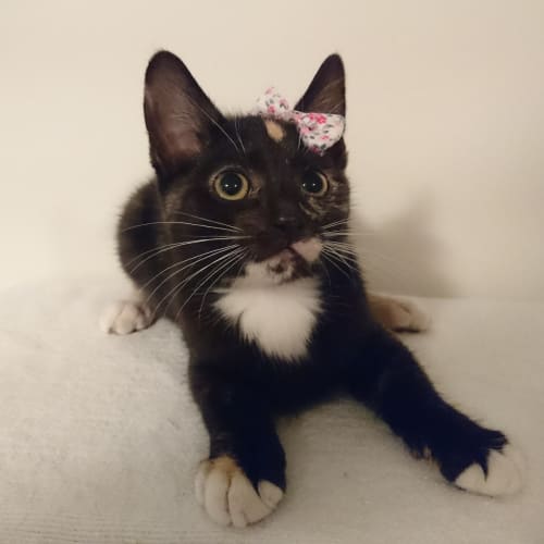 Skye