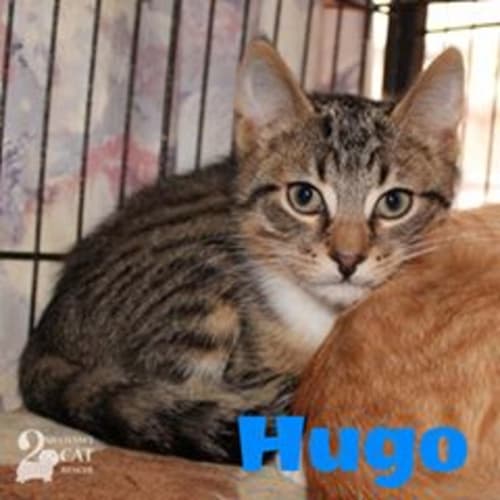 Hugo **2nd Chance Cat Rescue**