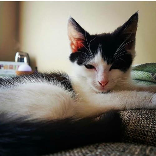 Ari **2nd Chance Cat Rescue**